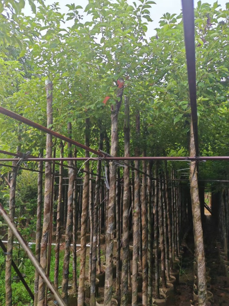 光杆香樟5～15公分产地直发规格齐全质量保证