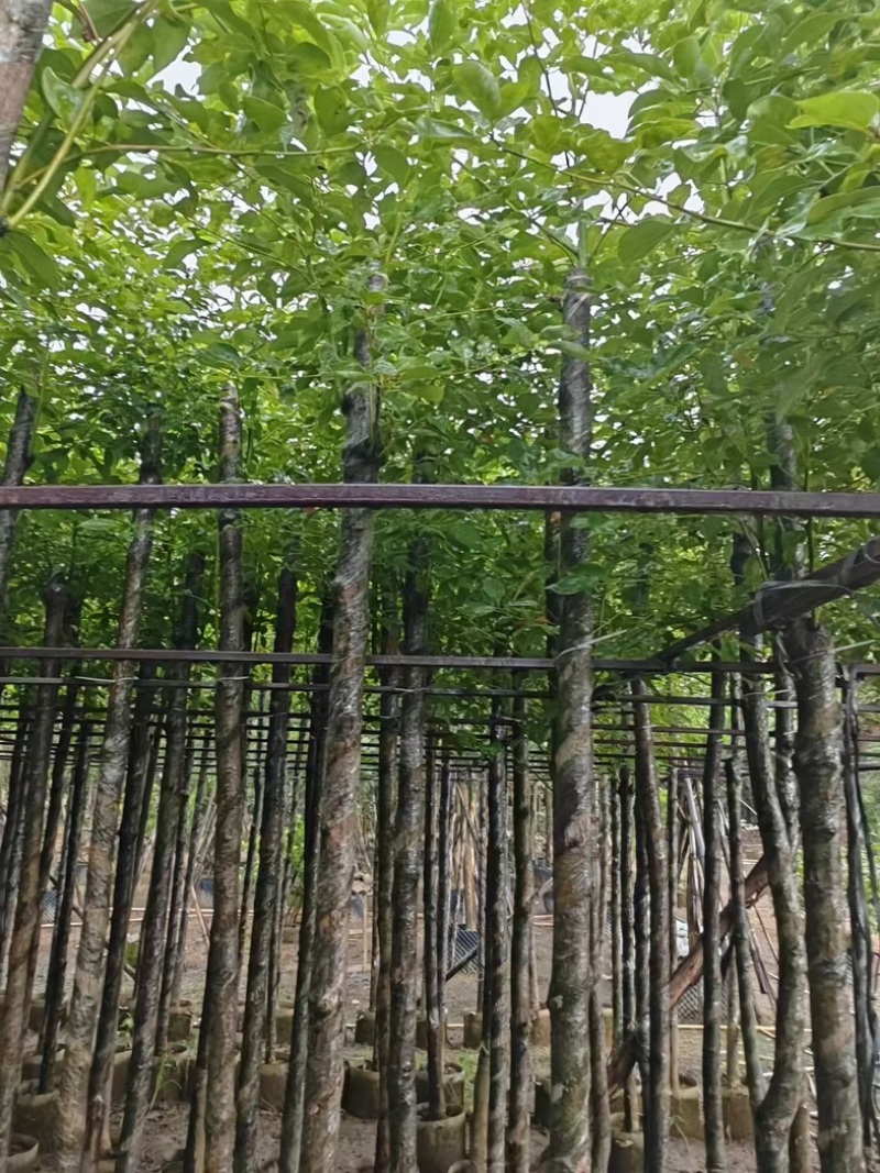 光杆香樟5～15公分产地直发规格齐全质量保证