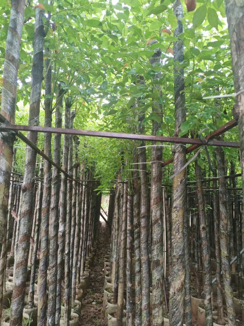 光杆香樟5～15公分产地直发规格齐全质量保证
