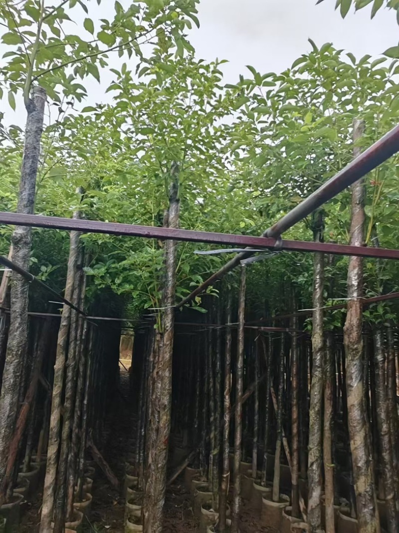 光杆香樟5～15公分产地直发规格齐全质量保证