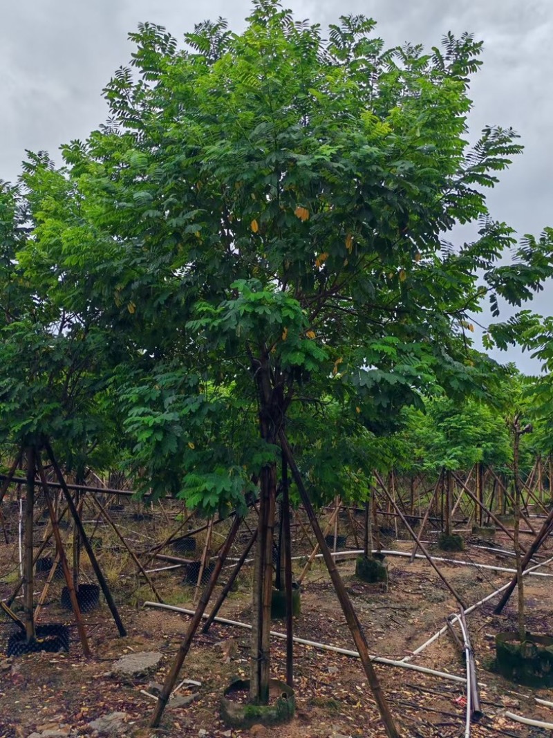 黄槐3～10公分产地直发规格齐全质量保证