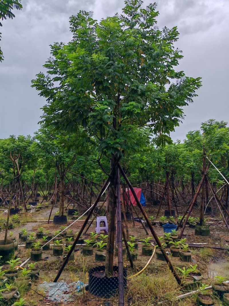 黄槐3～10公分产地直发规格齐全质量保证