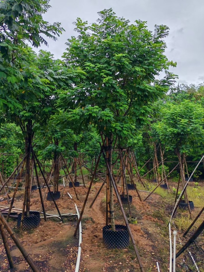 黄槐3～10公分产地直发规格齐全质量保证