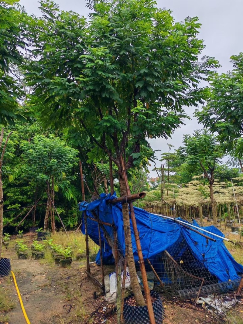 黄槐3～10公分产地直发规格齐全质量保证