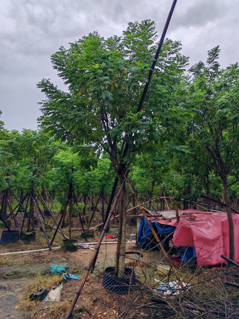 黄槐3～10公分产地直发规格齐全质量保证