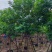 黄槐3～10公分产地直发规格齐全质量保证