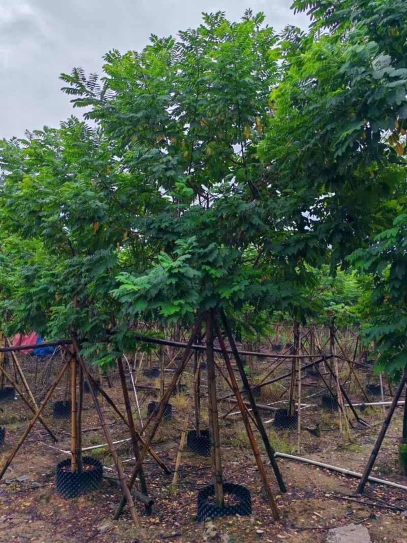 黄槐3～10公分产地直发规格齐全质量保证
