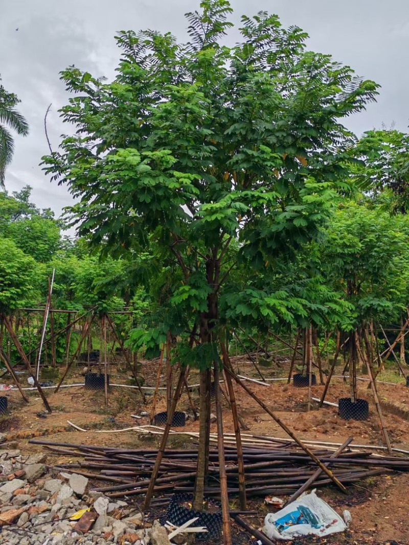 黄槐3～10公分产地直发规格齐全质量保证