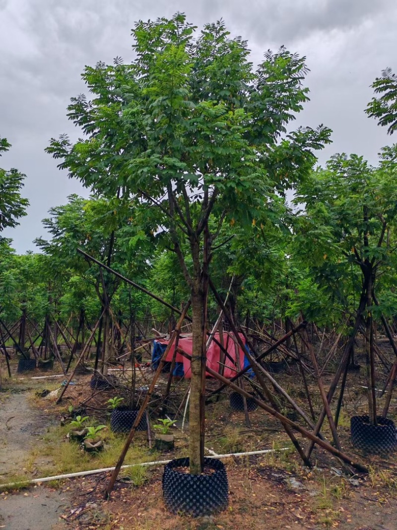 黄槐3～10公分产地直发规格齐全质量保证