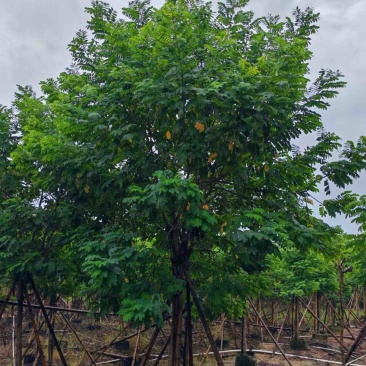黄槐3～10公分产地直发规格齐全质量保证