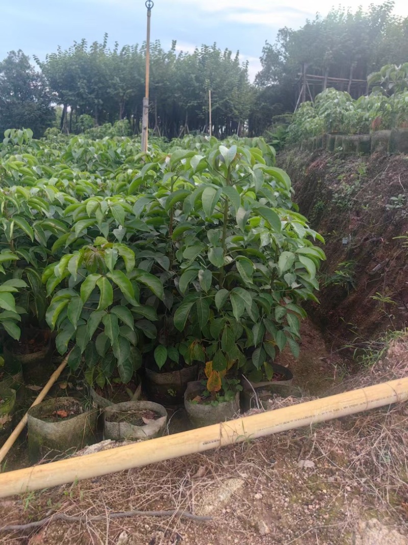 秋枫80～2米产地直发规格齐全质量保证