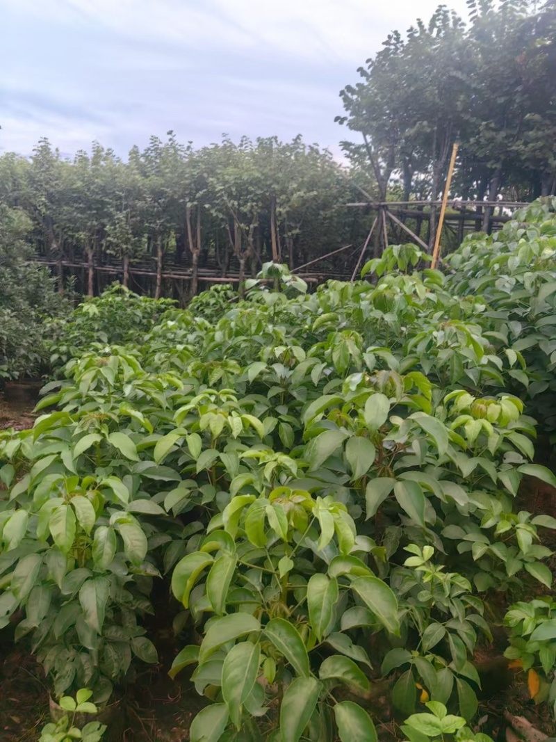 秋枫80～2米产地直发规格齐全质量保证