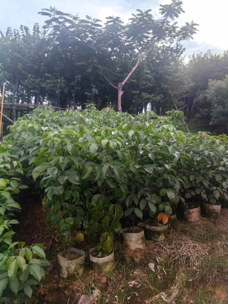 秋枫80～2米产地直发规格齐全质量保证