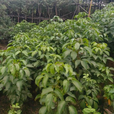 秋枫80～2米产地直发规格齐全质量保证