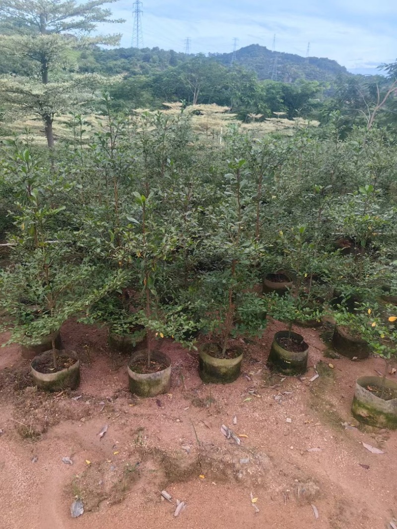 小叶榄仁树80～2米产地直发规格齐全质量保证