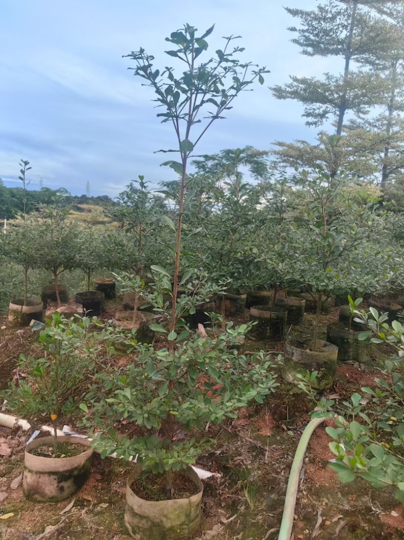 小叶榄仁树80～2米产地直发规格齐全质量保证