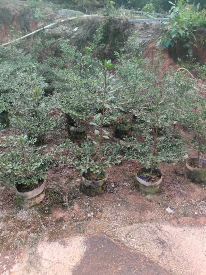 小叶榄仁树80～2米产地直发规格齐全质量保证