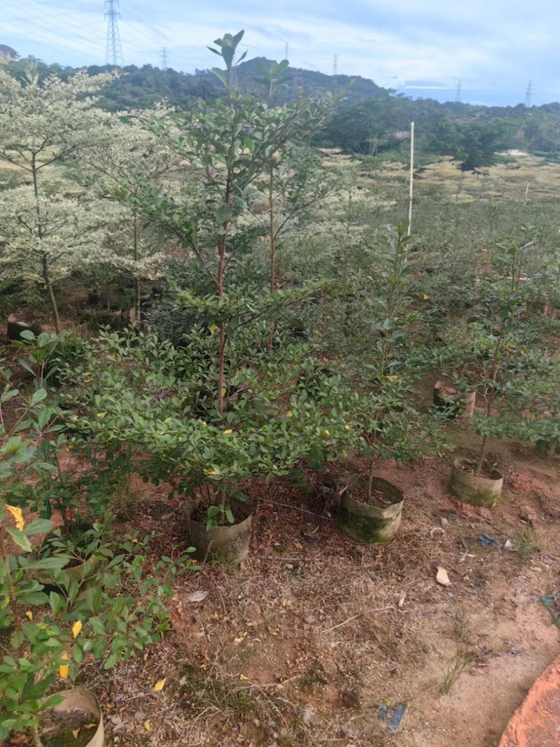 小叶榄仁树80～2米产地直发规格齐全质量保证