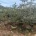 小叶榄仁树80～2米产地直发规格齐全质量保证