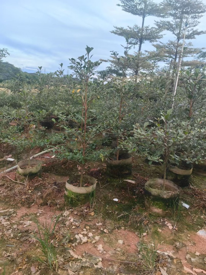 小叶榄仁树80～2米产地直发规格齐全质量保证
