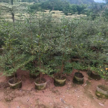 小叶榄仁树80～2米产地直发规格齐全质量保证