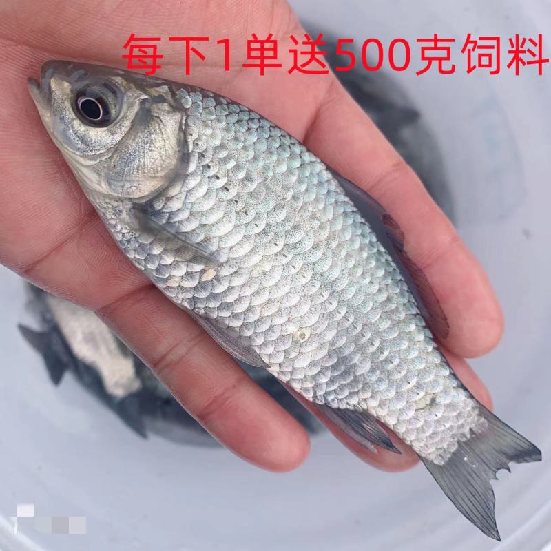 鲫鱼苗，白鲫苗工程鲫云鲫方正鲫中科鲫鱼苗大量出售，