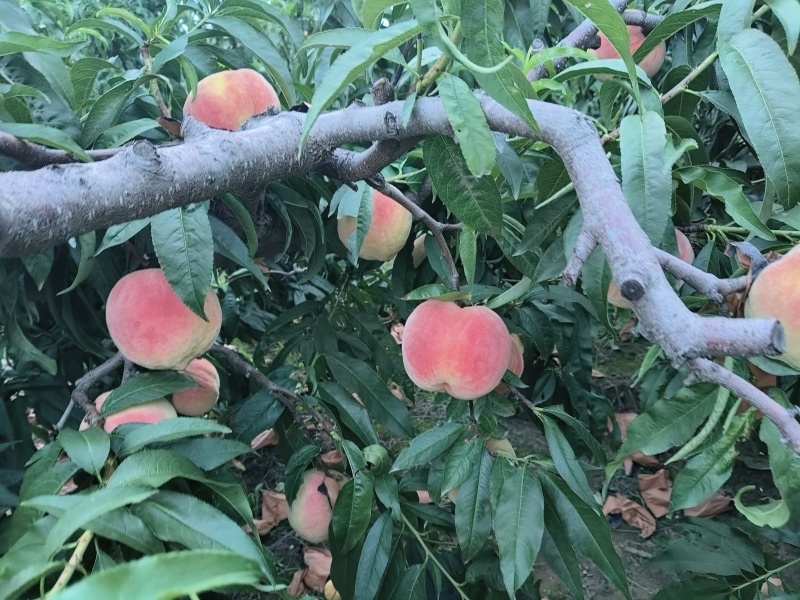 水蜜桃毛桃永涟8号，中秋王，**王大量上市有需要可以联系