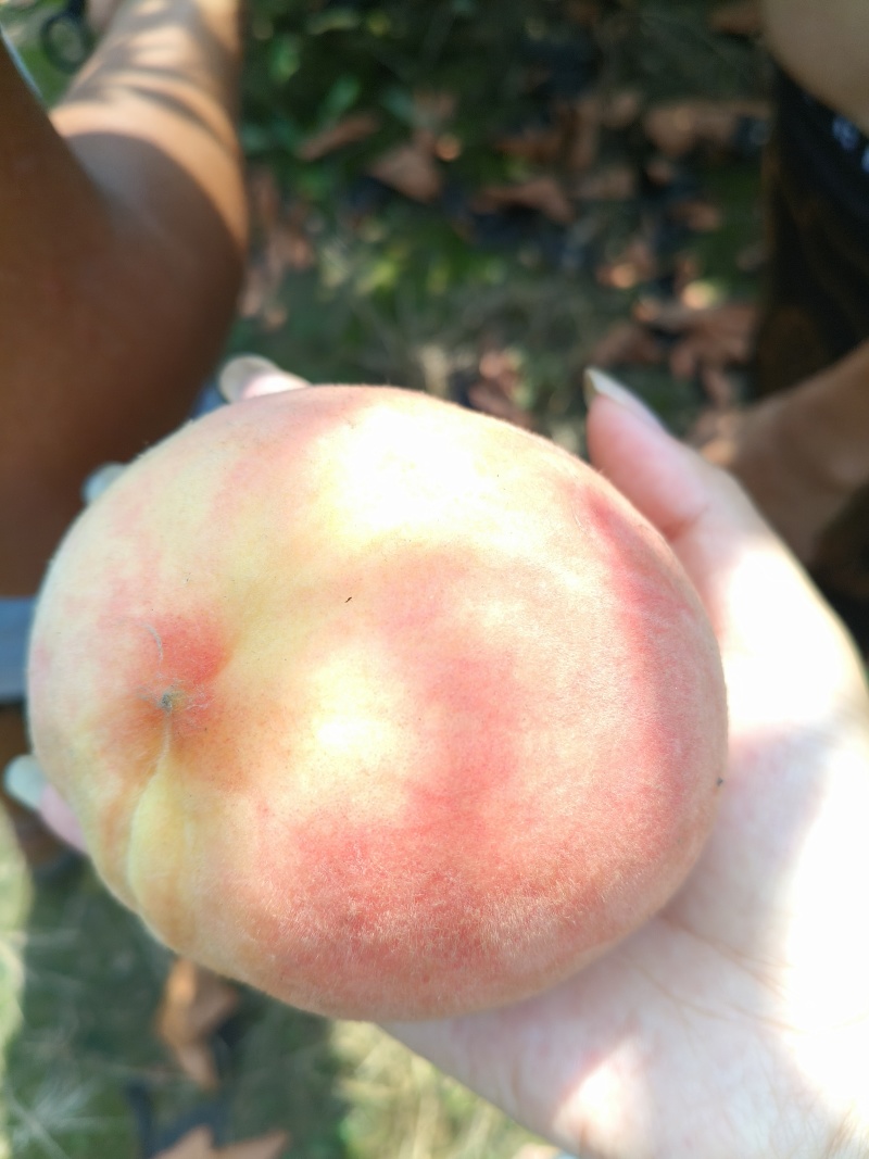 水蜜桃毛桃永涟8号，中秋王，**王大量上市有需要可以联系
