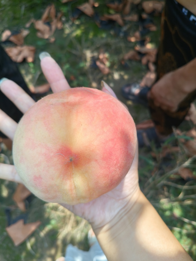 水蜜桃毛桃永涟8号，中秋王，**王大量上市有需要可以联系