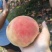 水蜜桃毛桃永涟8号，中秋王，**王大量上市有需要可以联系