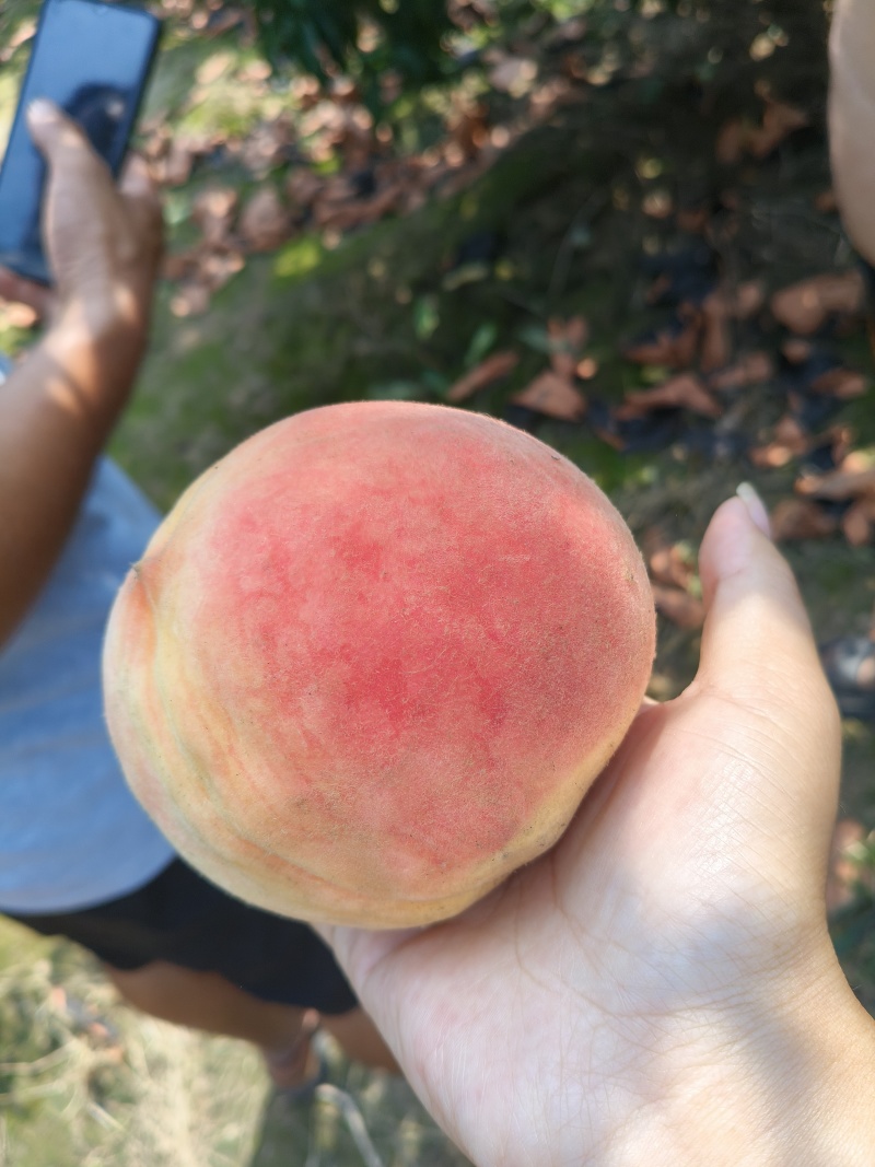 水蜜桃毛桃永涟8号，中秋王，**王大量上市有需要可以联系
