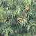 水蜜桃毛桃永涟8号，中秋王，**王大量上市有需要可以联系