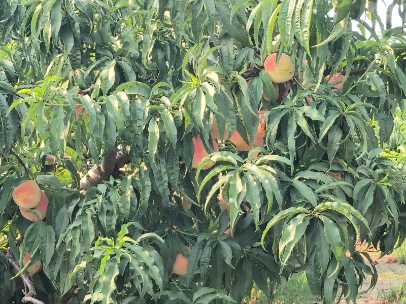 水蜜桃毛桃永涟8号，中秋王，**王大量上市有需要可以联系