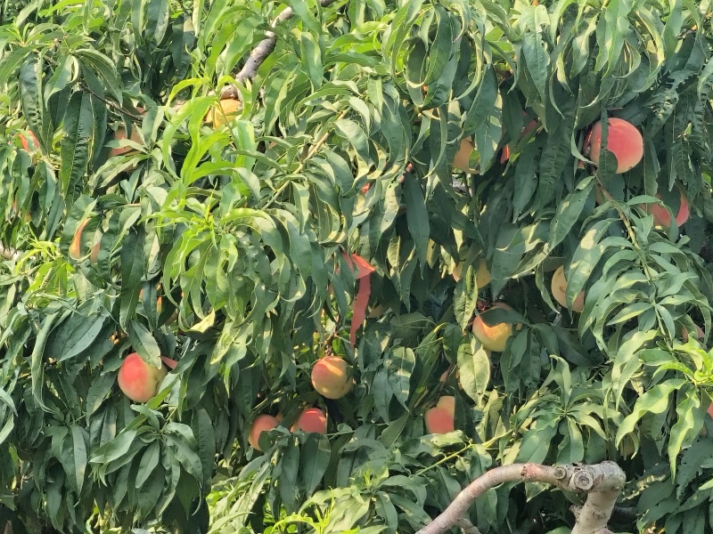 水蜜桃毛桃永涟8号，中秋王，**王大量上市有需要可以联系