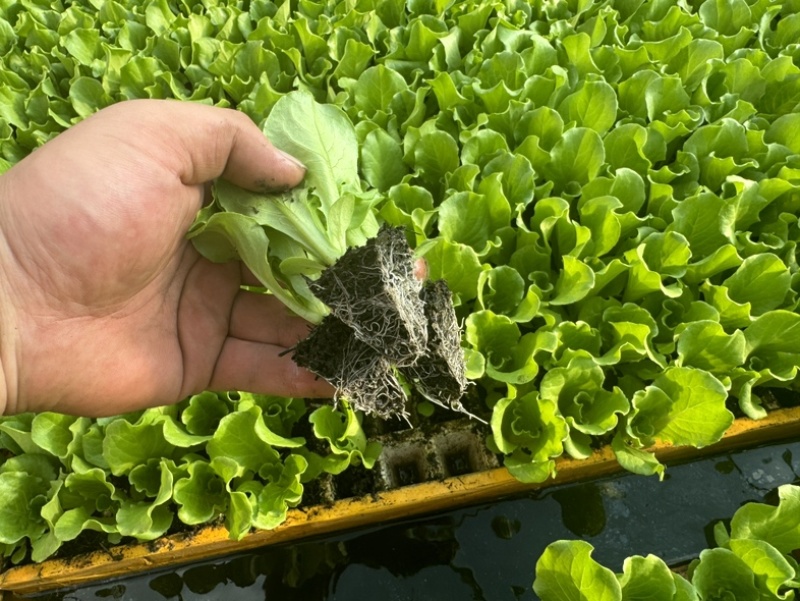 带土意大利生菜苗