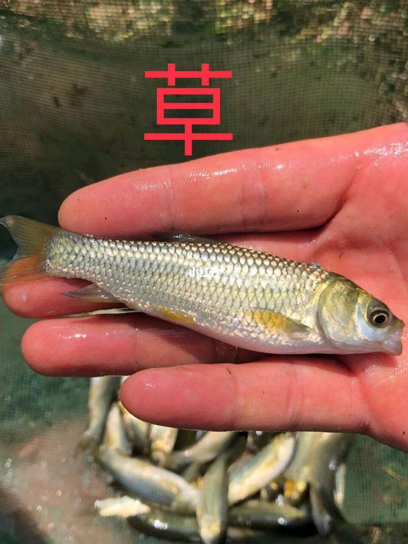 长江一号草鱼苗，精品草鱼苗养殖，全程提供技术售后服务