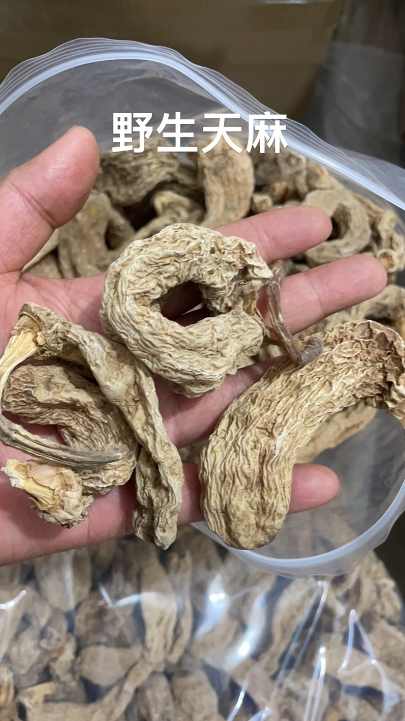 野生天麻纯野生货、保证正品稳定供货一手货源