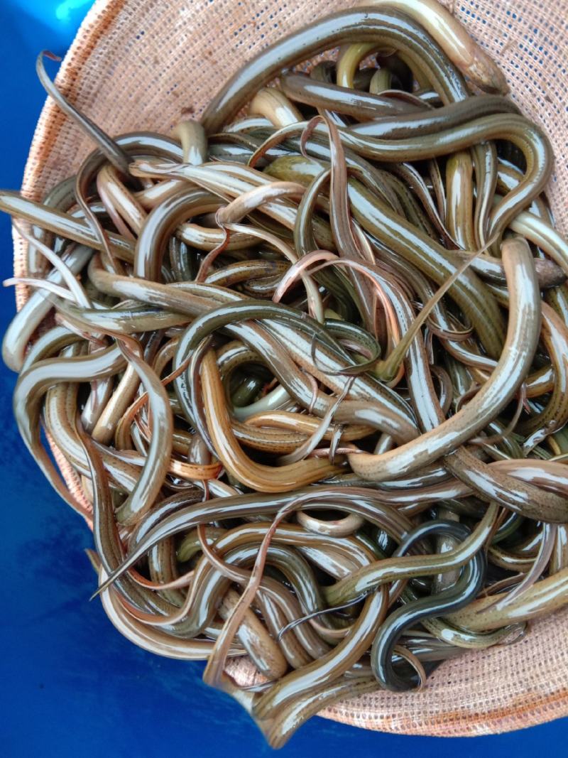 鳝鱼苗养殖，精品黄鳝苗批发，全程提供技术售后跟踪