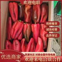 海南红泡椒/产地一手供应商/产地对接