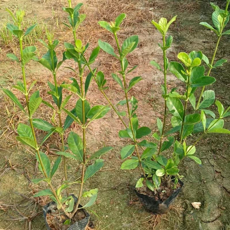 玫瑰大叶栀子花四川玫瑰栀子大叶栀子杯苗