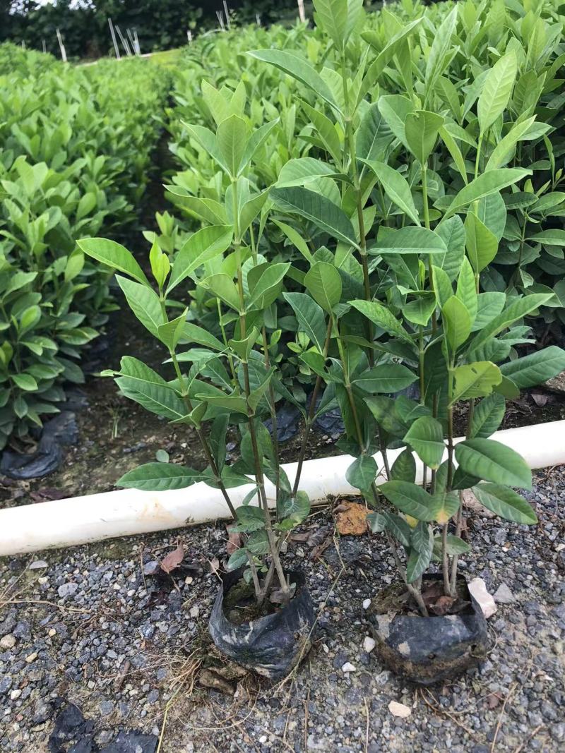 玫瑰大叶栀子花四川玫瑰栀子大叶栀子杯苗