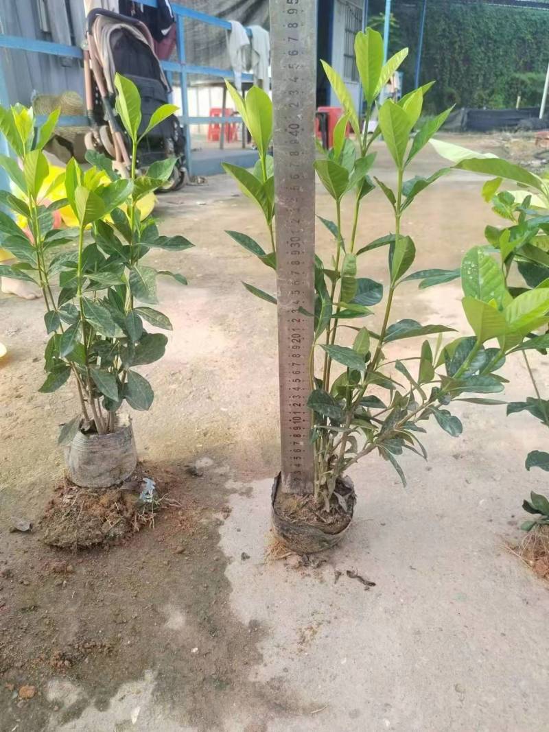 玫瑰大叶栀子花四川玫瑰栀子大叶栀子杯苗