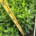 玫瑰大叶栀子花四川玫瑰栀子大叶栀子杯苗