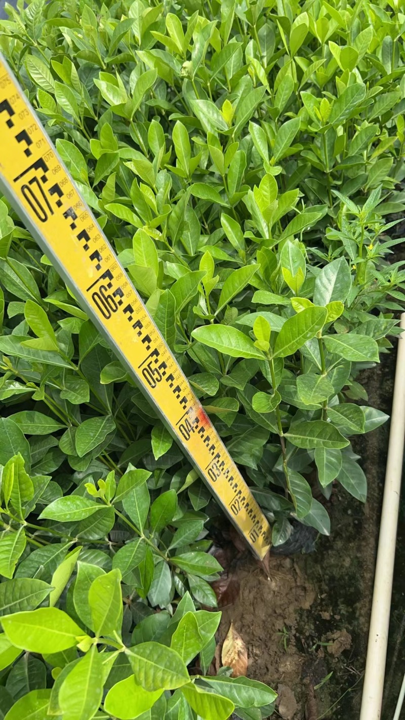 玫瑰大叶栀子花四川玫瑰栀子大叶栀子杯苗