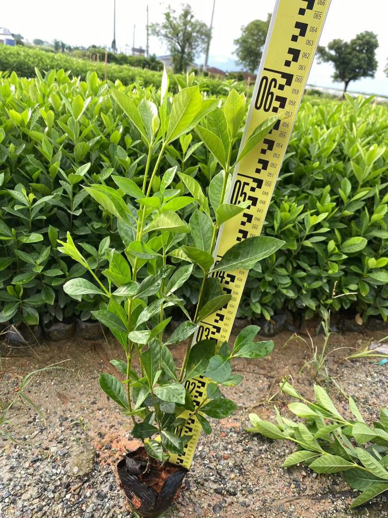 玫瑰大叶栀子花四川玫瑰栀子大叶栀子杯苗