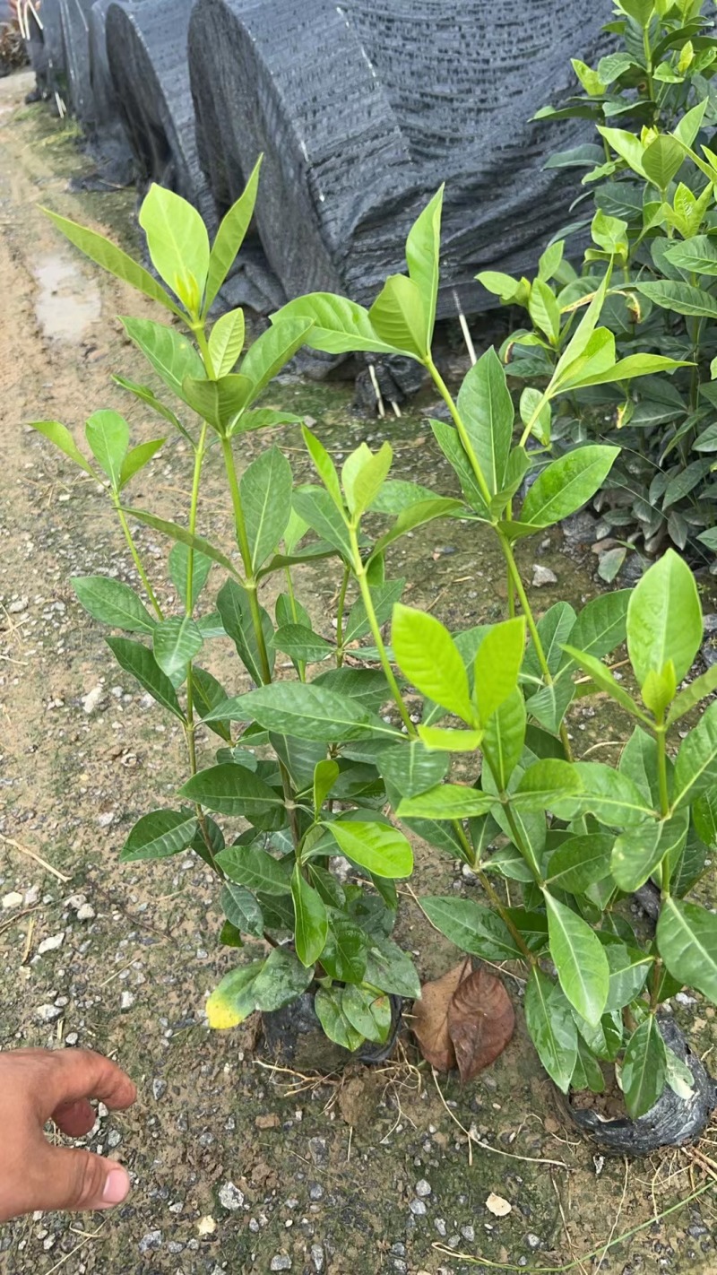 玫瑰大叶栀子花四川玫瑰栀子大叶栀子杯苗