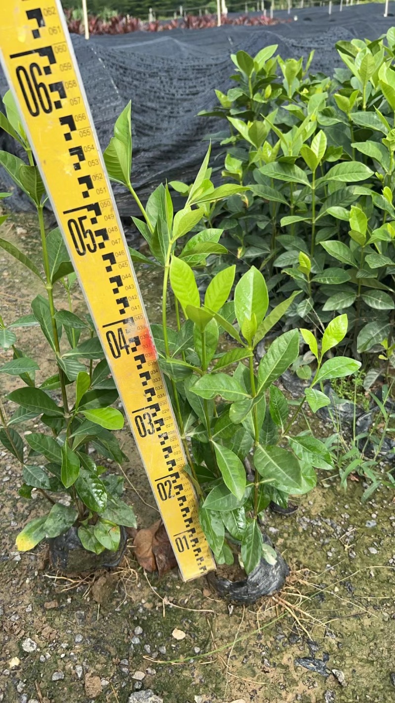 玫瑰大叶栀子花四川玫瑰栀子大叶栀子杯苗