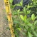 玫瑰大叶栀子花四川玫瑰栀子大叶栀子杯苗