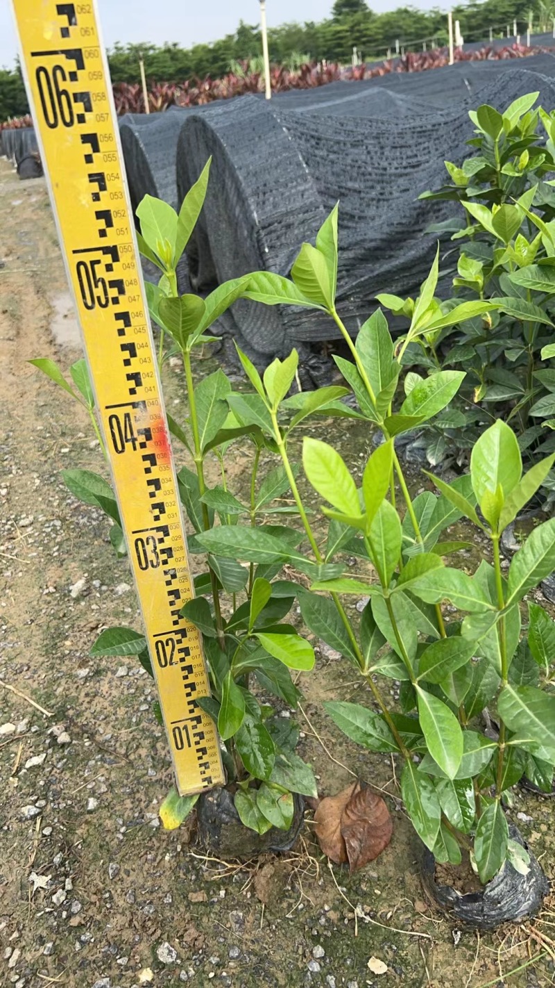 玫瑰大叶栀子花四川玫瑰栀子大叶栀子杯苗