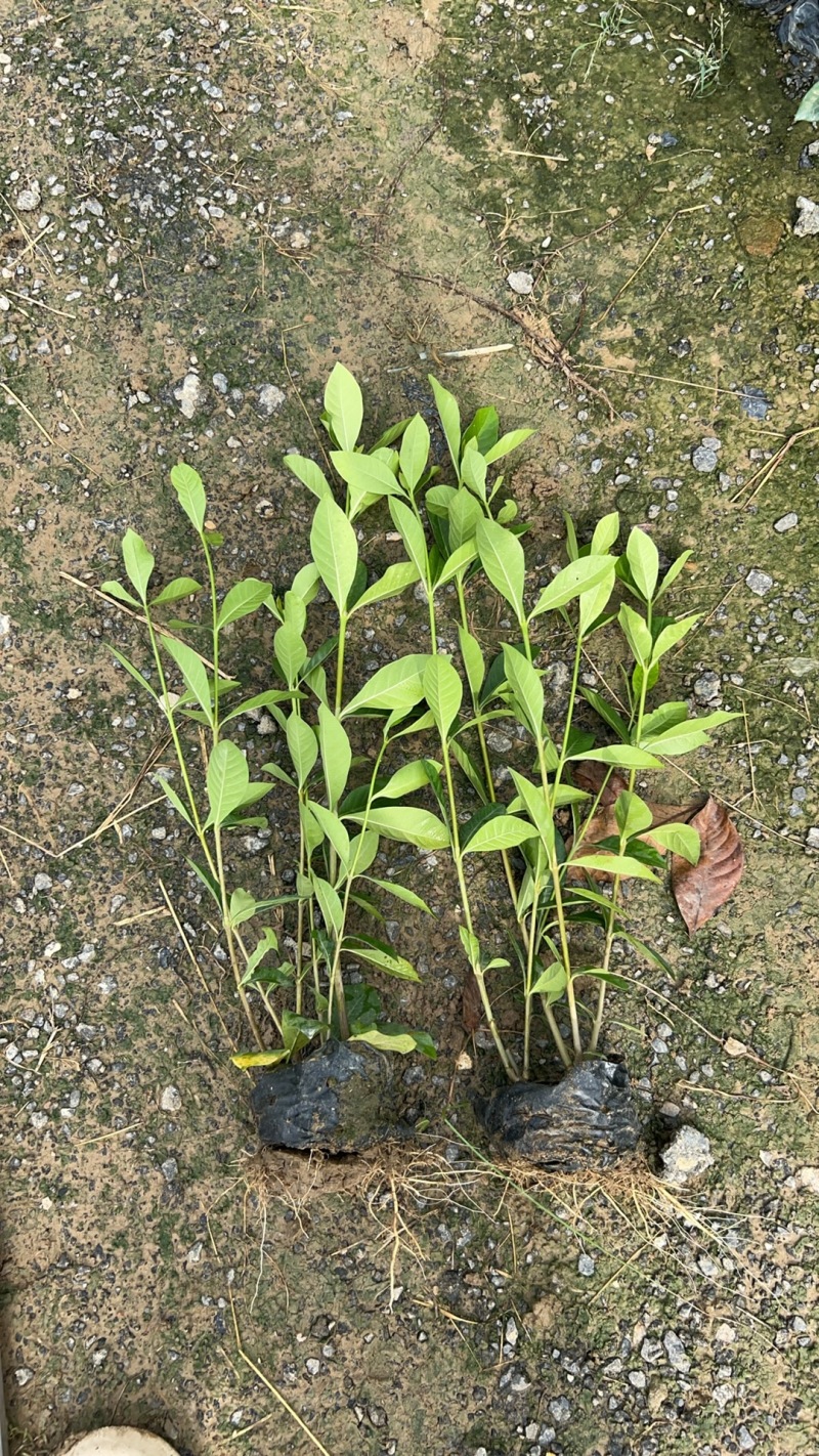 玫瑰大叶栀子花四川玫瑰栀子大叶栀子杯苗